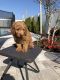 Goldendoodle Puppies for sale in New Port Richey, FL, USA. price: $2,700