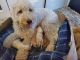 Goldendoodle Puppies for sale in Monroe Center, IL 61052, USA. price: NA