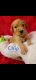 Goldendoodle Puppies for sale in Nampa, ID, USA. price: $1,500