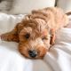 Goldendoodle Puppies for sale in E Kentucky Ave, Denver, CO, USA. price: NA