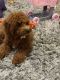 Goldendoodle Puppies for sale in Locust Grove, GA, USA. price: $3,000