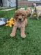 Goldendoodle Puppies for sale in Queen Creek, AZ 85142, USA. price: $1,500