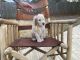 Goldendoodle Puppies for sale in Shawnee, OK, USA. price: NA