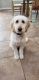 Goldendoodle Puppies for sale in Gilbert, AZ, USA. price: NA