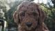 Goldendoodle Puppies for sale in Sarasota, FL, USA. price: $3,000