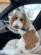 Goldendoodle Puppies for sale in Longmont, CO, USA. price: NA
