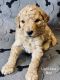 Goldendoodle Puppies for sale in Enid, OK 73703, USA. price: NA