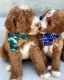 Goldendoodle Puppies for sale in San Antonio, TX, USA. price: $800