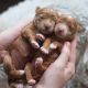Goldendoodle Puppies for sale in Jacksonville, FL, USA. price: $800