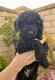 Goldendoodle Puppies for sale in Poway, CA, USA. price: NA