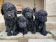 Goldendoodle Puppies for sale in Lancaster, CA, USA. price: NA