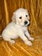 Goldendoodle Puppies for sale in Los Angeles, CA 90003, USA. price: NA