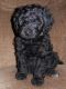 Goldendoodle Puppies for sale in Lafayette, TN 37083, USA. price: $450