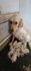 Goldendoodle Puppies for sale in New Haven, IN 46774, USA. price: NA