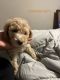 Goldendoodle Puppies for sale in Birmingham, AL, USA. price: NA