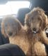 Goldendoodle Puppies for sale in Fremont, OH 43420, USA. price: $1,000