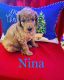 Goldendoodle Puppies for sale in Springfield, OH, USA. price: NA
