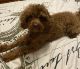 Goldendoodle Puppies for sale in Peoria, IL, USA. price: NA