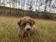 Goldendoodle Puppies for sale in Wesley Chapel, FL, USA. price: $2,500