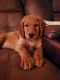 Goldendoodle Puppies for sale in Clear Lake, MN 55319, USA. price: NA