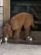 Goldendoodle Puppies for sale in Kansas City, MO 64139, USA. price: $1,500