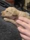 Goldendoodle Puppies for sale in Sidney, OH 45365, USA. price: NA