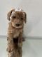 Goldendoodle Puppies for sale in Grand Junction, CO, USA. price: NA
