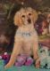 Goldendoodle Puppies for sale in Scottsville, VA 24590, USA. price: NA