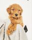 Goldendoodle Puppies for sale in River Falls, WI 54022, USA. price: $2,200