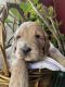 Goldendoodle Puppies for sale in Ephrata, PA 17522, USA. price: $3,500