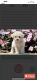 Goldendoodle Puppies for sale in Monroeville, PA 15146, USA. price: $1,000