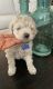 Goldendoodle Puppies for sale in Broomfield, CO, USA. price: NA