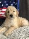 Goldendoodle Puppies for sale in Lakeville, OH 44638, USA. price: NA