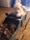 Goldendoodle Puppies for sale in Lebanon, MO 65536, USA. price: $900