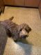 Goldendoodle Puppies for sale in Edwardsville, PA 18704, USA. price: $700