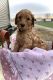Goldendoodle Puppies for sale in Florence, AL, USA. price: $1,800