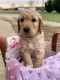 Goldendoodle Puppies for sale in Florence, AL, USA. price: NA