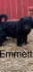 Goldendoodle Puppies for sale in Oil City, PA 16301, USA. price: NA