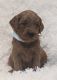 Goldendoodle Puppies for sale in Apple Creek, OH 44606, USA. price: $1,750