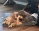 Goldendoodle Puppies for sale in Coto De Caza, CA 92679, USA. price: NA