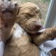 Goldendoodle Puppies for sale in Tupelo, MS, USA. price: $985