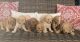 Goldendoodle Puppies for sale in Davenport, FL, USA. price: $1,800