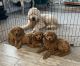Goldendoodle Puppies for sale in Idaho Falls, ID, USA. price: NA