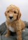 Goldendoodle Puppies for sale in Hamilton, MI 49419, USA. price: NA