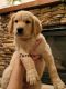 Goldendoodle Puppies for sale in Nampa, ID, USA. price: $1,100