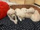 Goldendoodle Puppies for sale in Elnora, IN 47529, USA. price: NA