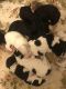 Goldendoodle Puppies for sale in Florence, OR 97439, USA. price: $1,500