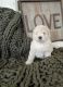 Goldendoodle Puppies for sale in Broomfield, CO, USA. price: NA