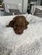 Goldendoodle Puppies for sale in Crown Point, IN 46307, USA. price: NA