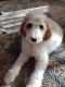 Goldendoodle Puppies for sale in Gardners, PA 17324, USA. price: NA